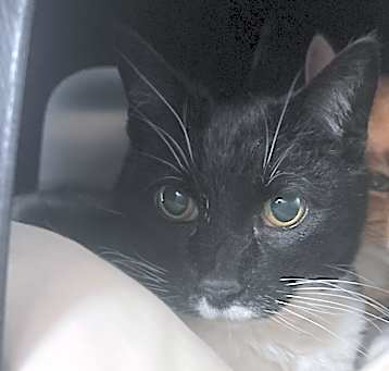 Photo of Boots-032702T