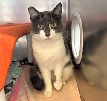 Photo of Frankie the Cat