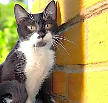 Photo of Jazzie