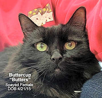 Photo of Buttercup