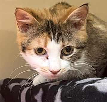 Photo of Moxie