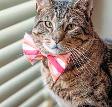 Photo of Sawyer