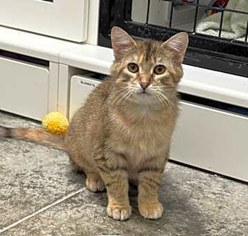 Photo of Terk