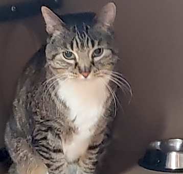 Photo of Gypsy