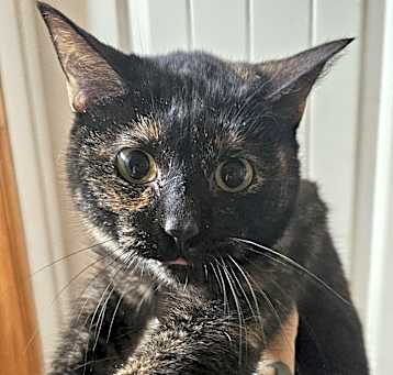 Photo of Nyx