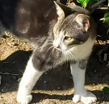 Photo of Gina #polydactyl-princess