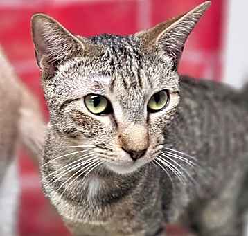 Photo of Tonito