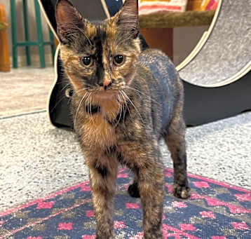 Photo of Coco