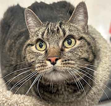 Photo of Tabitha Cat OS NV