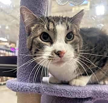Photo of Smudge Cat OS NV