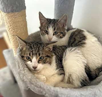 Photo of Tigger + Piglet