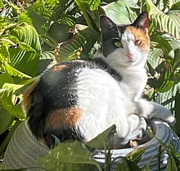 Photo of Kitty Kat
