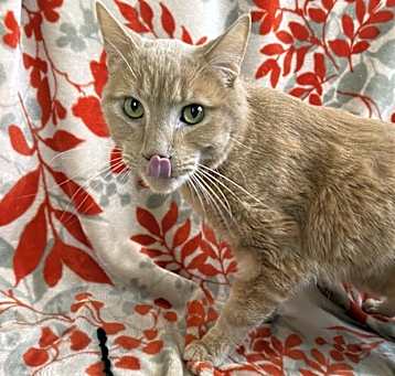 Photo of Pollux