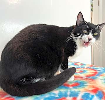 Photo of Scratch