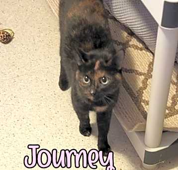 Photo of Journey