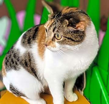 Photo of Jemima puddleduck