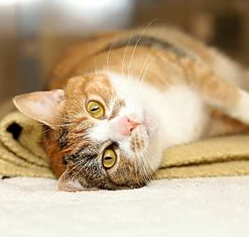 Photo of Tot