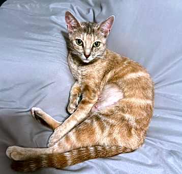 Photo of Bella (so loving)