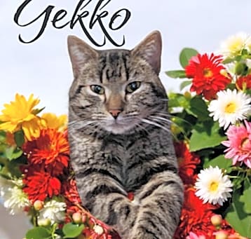 Photo of Gekko