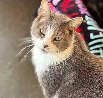 Photo of Opie