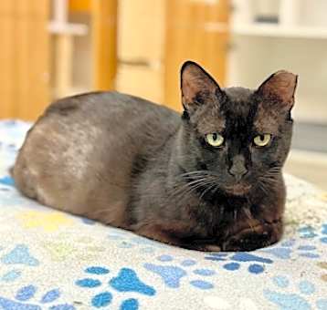 Photo of Fritter