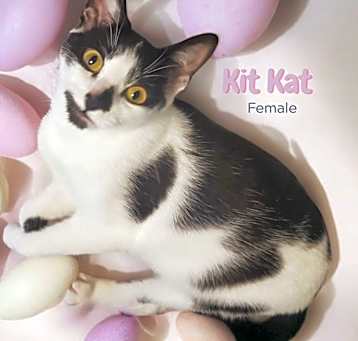 Photo of Kit Kat