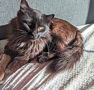 Photo of Blackbean