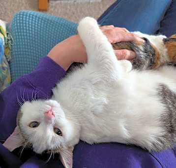 Photo of Bam Bam