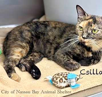 Photo of F04-25 Csilla