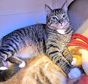 Photo of Barnacle