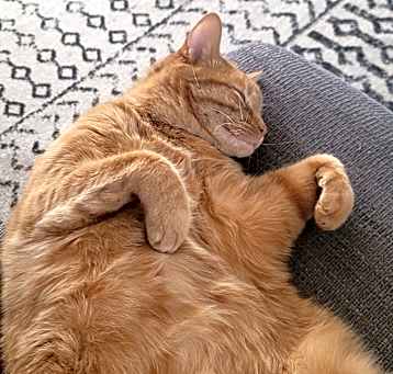 Photo of Bowser