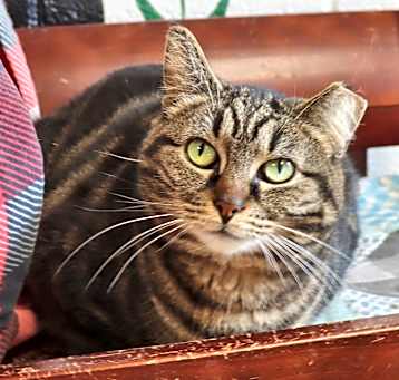 Photo of Rolo