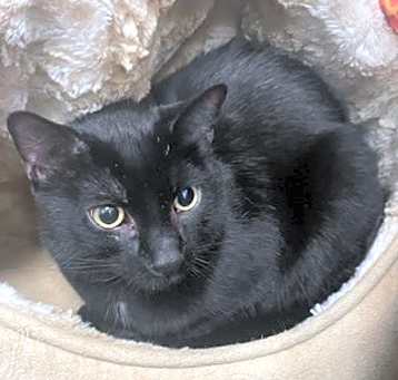 Photo of Cosmo