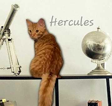 Photo of Hercules #strong-man?