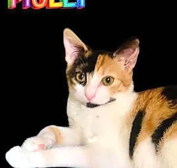 Photo of Molly
