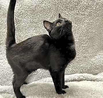 Photo of Cent - Liz's Foster