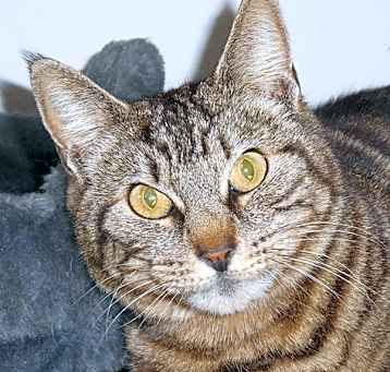 Photo of Scharona