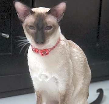Photo of Mu-Lan (Bonded with Li-Shang)
