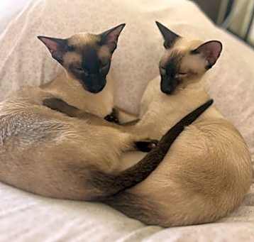 Photo of Li-Shang (Bonded with Mu-Lan)