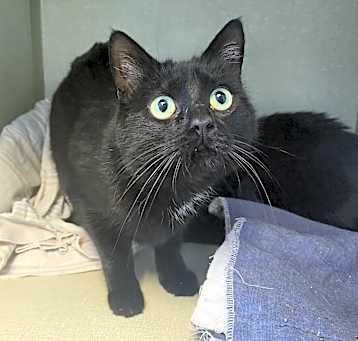 Photo of Severus