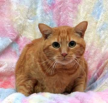 Photo of Milo