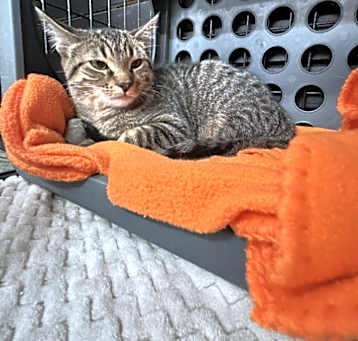Photo of Maple