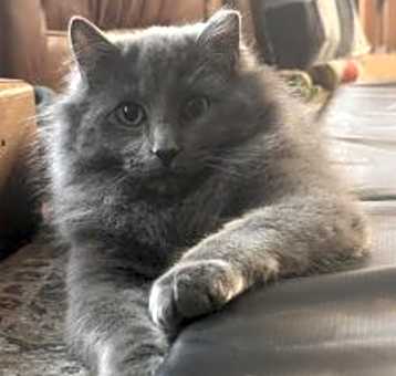 Photo of Bolt