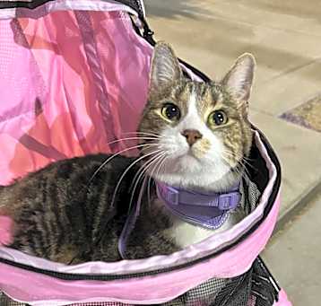 Photo of Miss Catty