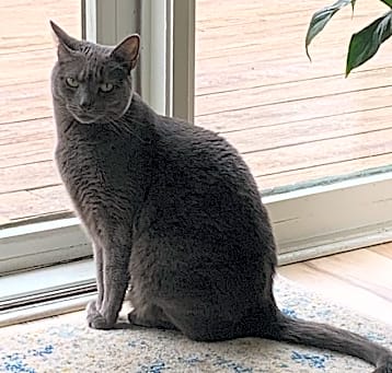 Photo of Luna