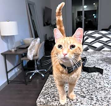 Photo of Chico