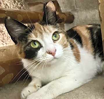 Photo of Marengo