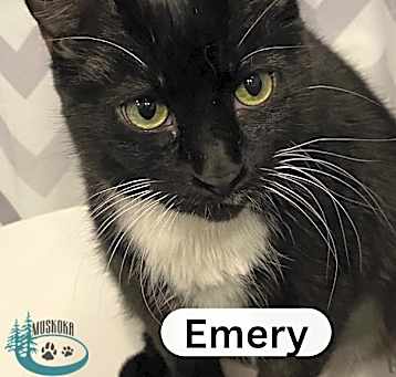 Photo of Emery - Resilient Kitty
