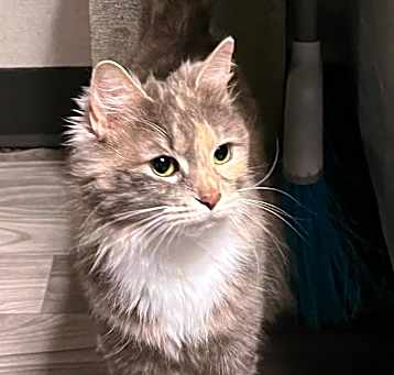 Photo of LUNA 1