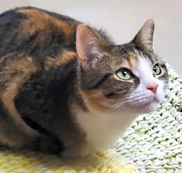Photo of Catalina